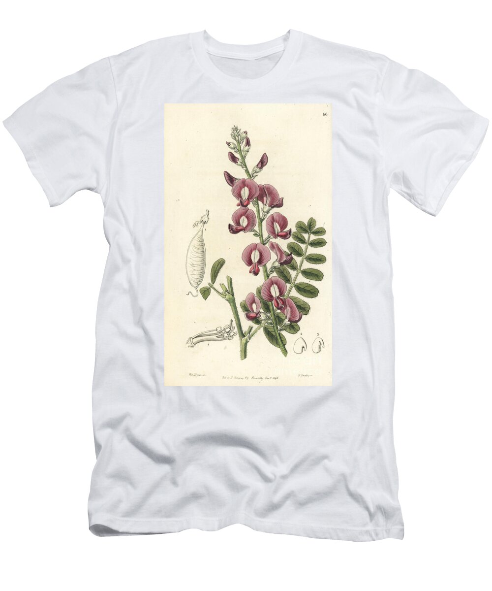 Desert Pea Variety Darling Pea or Captain Greys Swainsona Swainsona Greyana European School T-Shirt