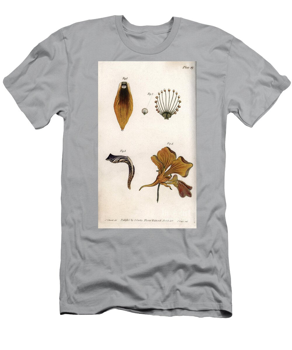 Detailed Description of the Stem and Crown of the Fritillary Sydenham Teast Edwards T-Shirt