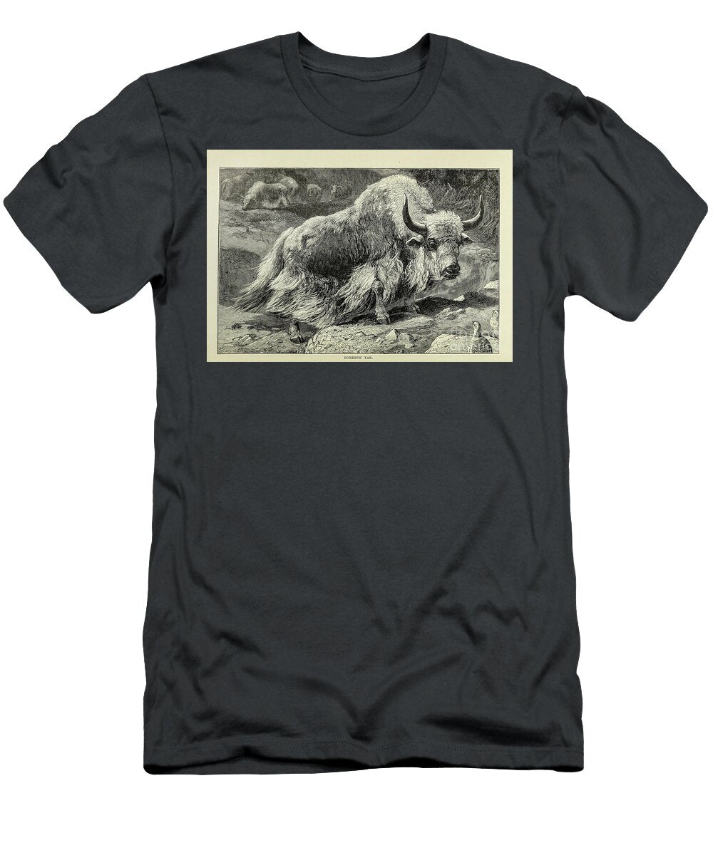 Domestic Yak Bos Grunniens M1 Historic Illustrations T-Shirt