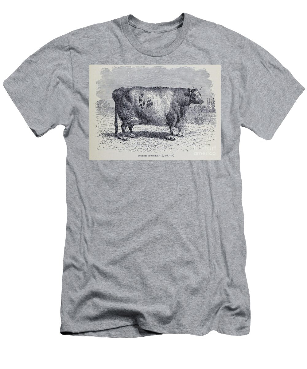 Durham Shorthorn M3 Historic Illustrations T-Shirt