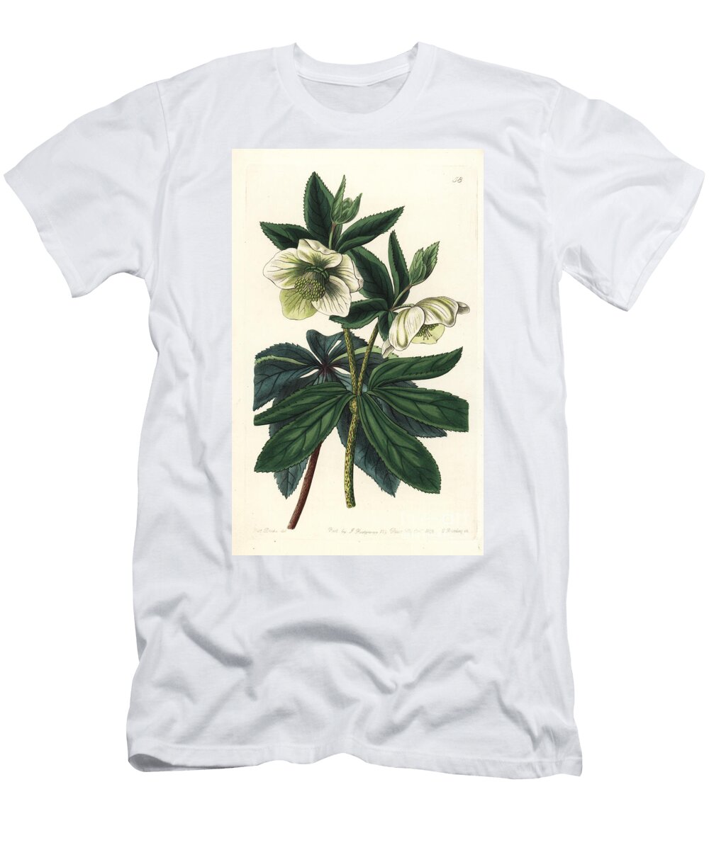 Eastern Hellebore Olympian Hellebore Helleborus Olympicus European School T-Shirt