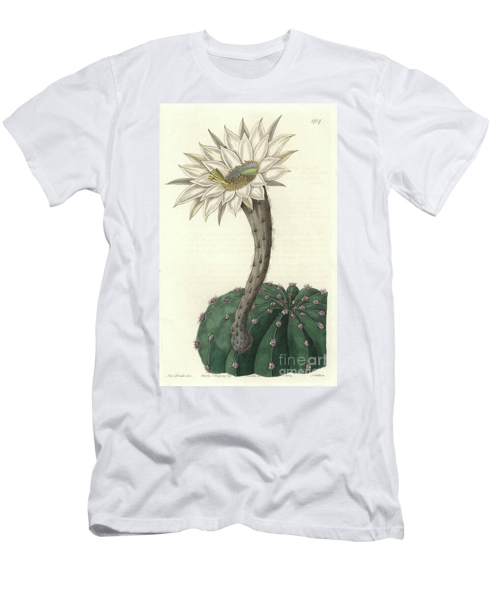 Echinocactus Eyriesii Flowering Cactus Native to Mexico Sydenham Teast Edwards T-Shirt