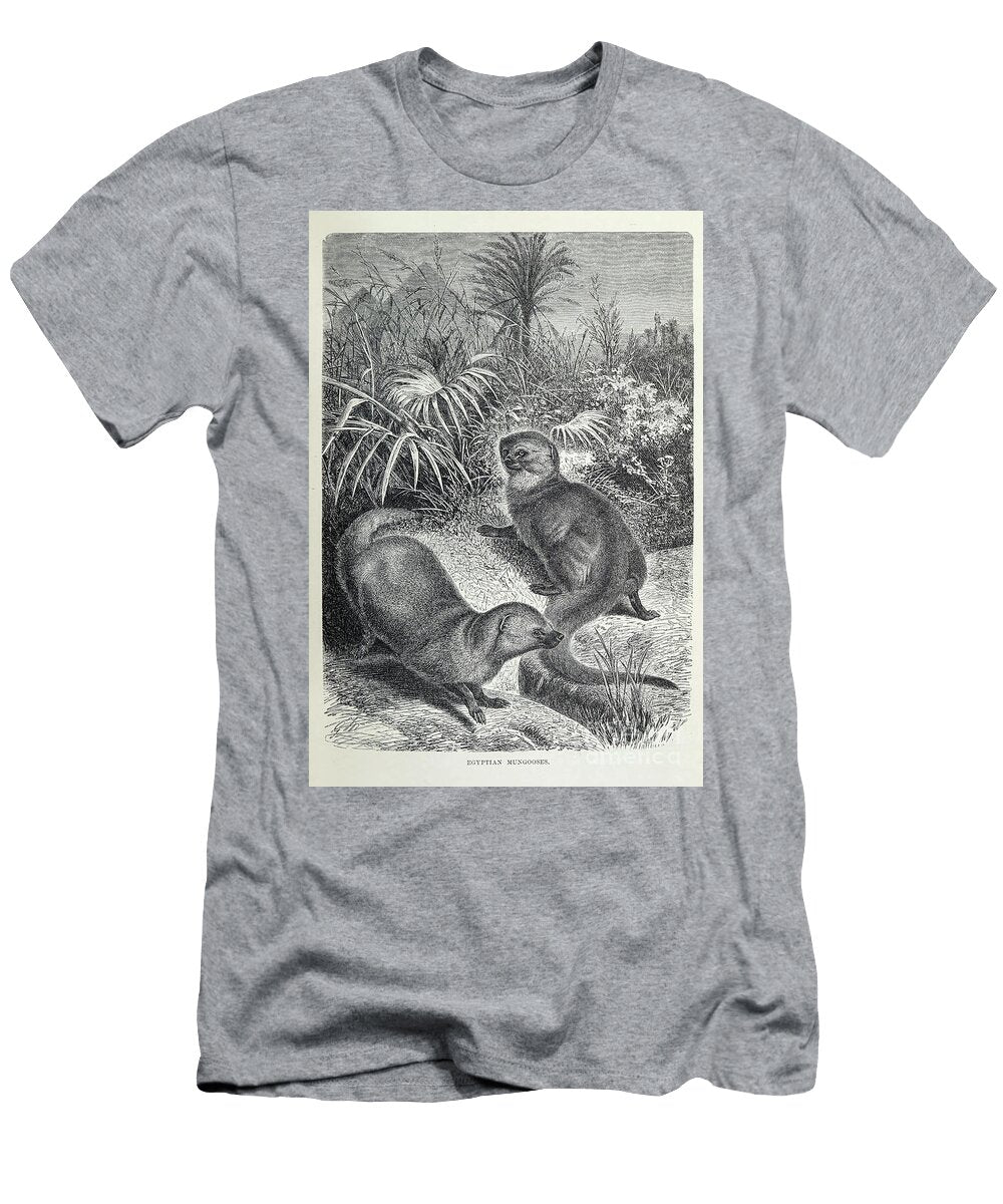 Egyptian Mungooses Mongooses L1 Historic Illustrations T-Shirt