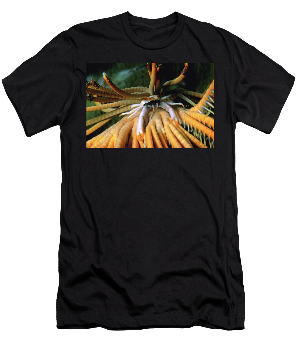 Elegant Squat Lobster Indonesia Giordano Cipriani T-Shirt