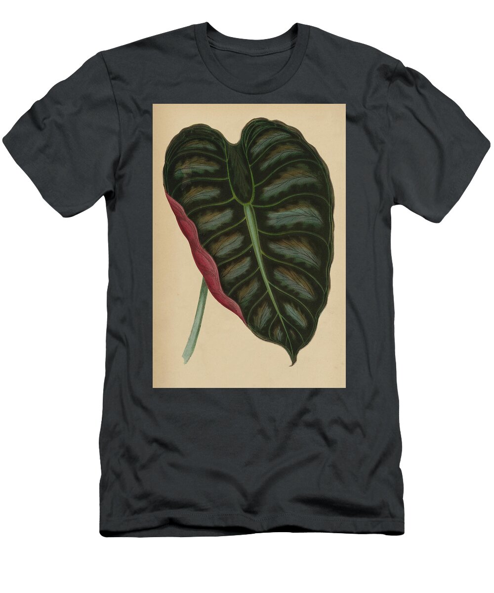 Elephant Ear Metallic Taro Metallica English School T-Shirt