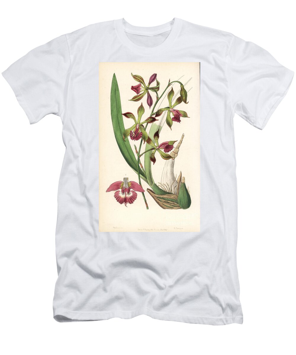 Encycloa Plicata Orchid Paited Lipped Epidendrum Epidendrum Plicatum European School T-Shirt