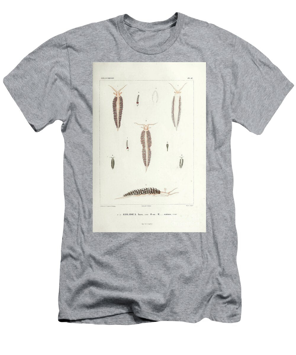 Eolidea Inca and Eolidea Natans B1 Historic Illustrations T-Shirt