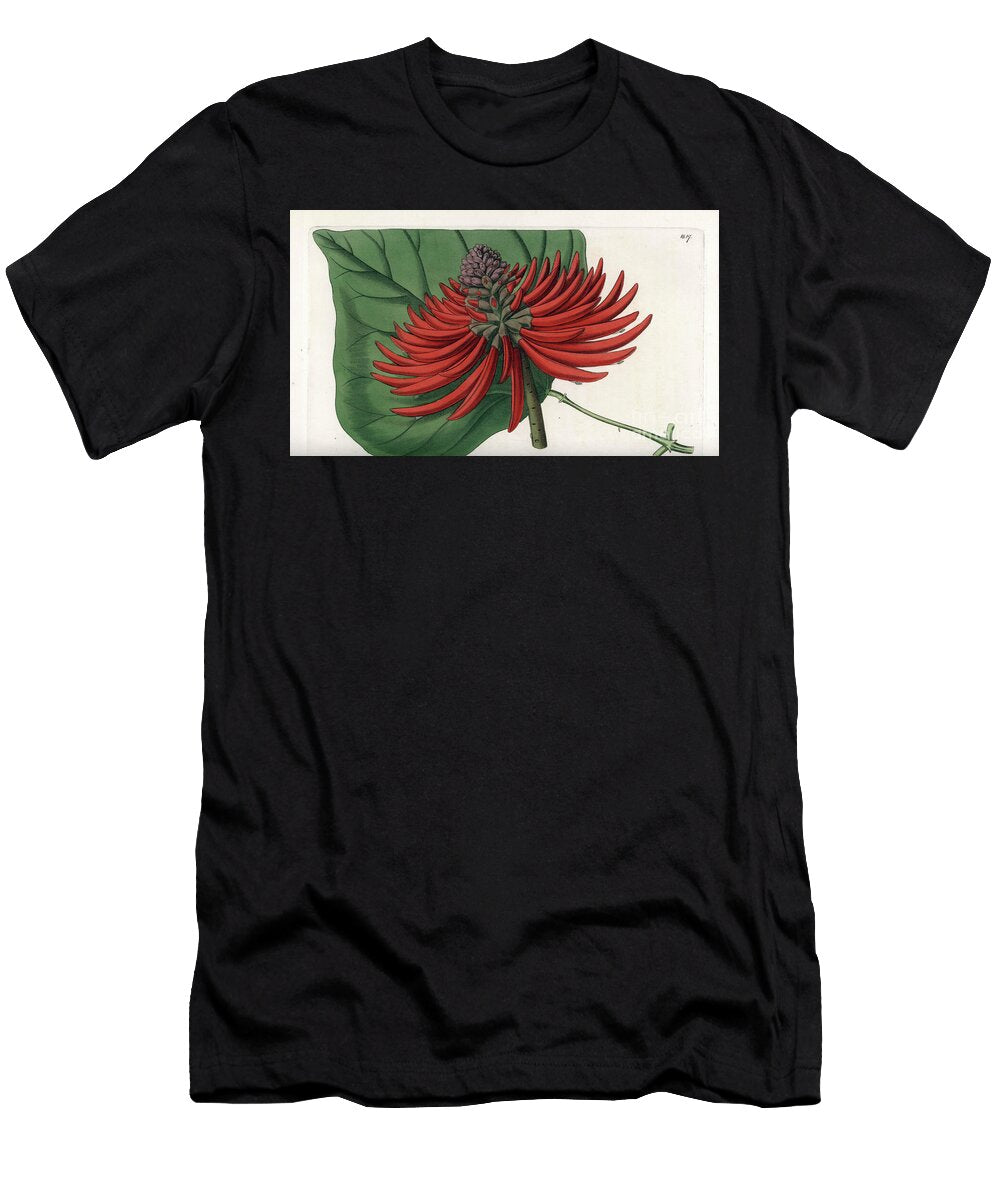 Erythrina Variete Tropical Red Flower Tree Sydenham Teast Edwards T-Shirt
