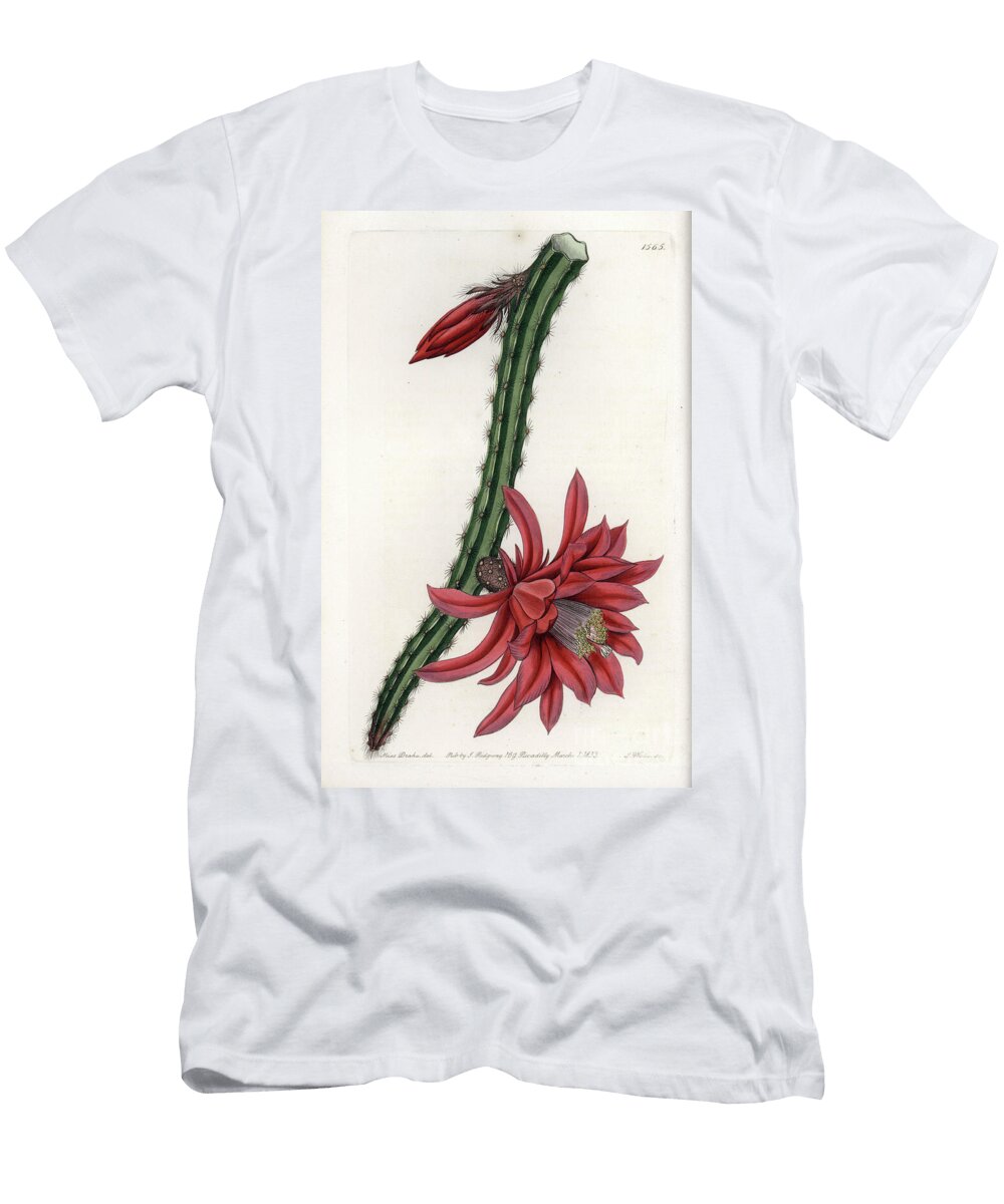 Escalating Cactier Engraved Plate By S Sydenham Teast Edwards T-Shirt