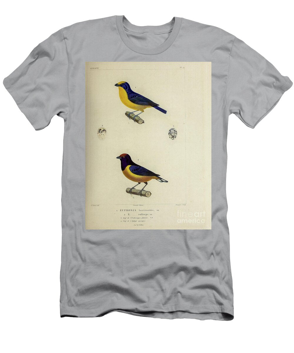 Euphonia Birds of South America 1835 U1 Historic Illustrations T-Shirt