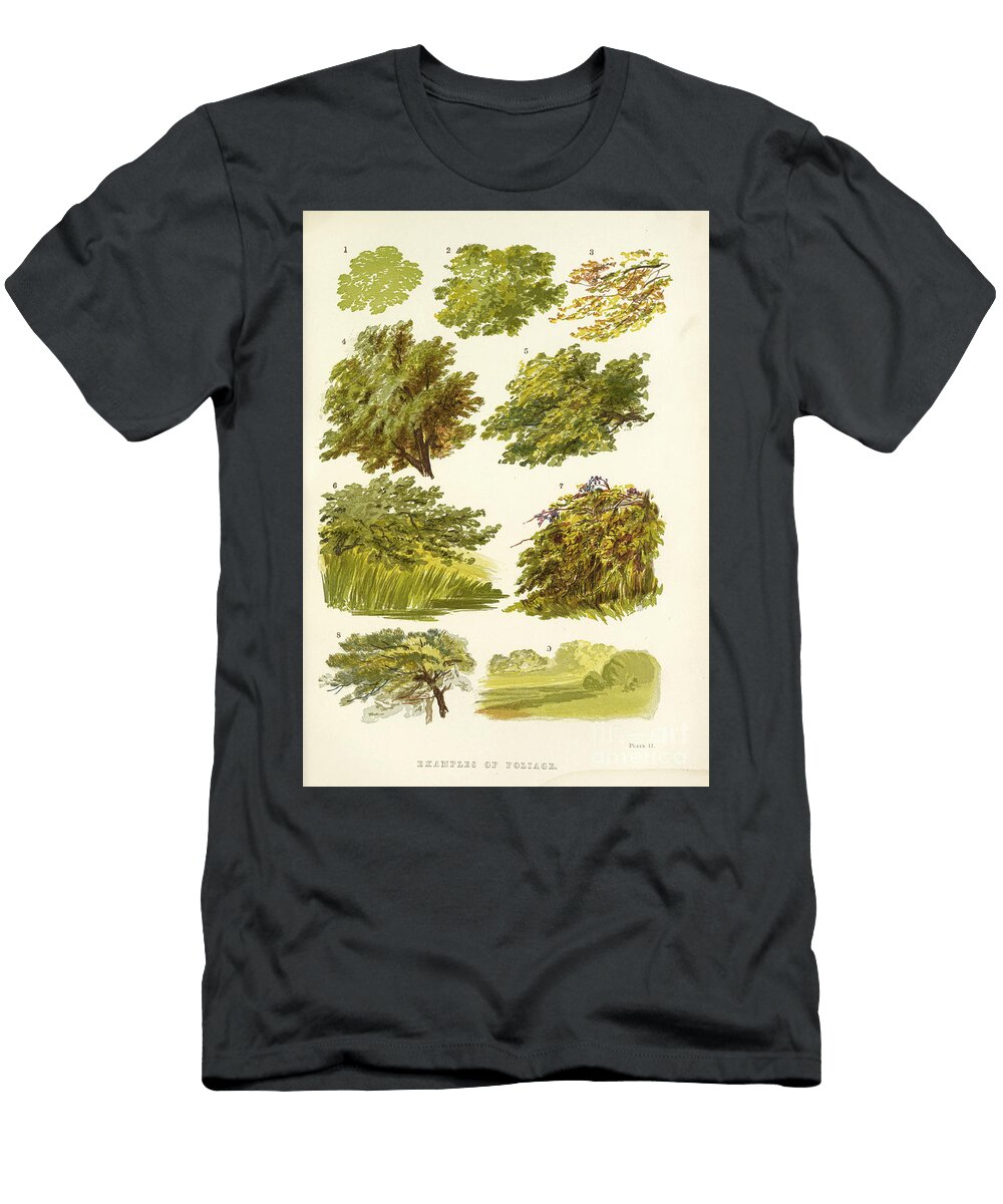 Examples of Foliage I1 Historic Illustrations T-Shirt