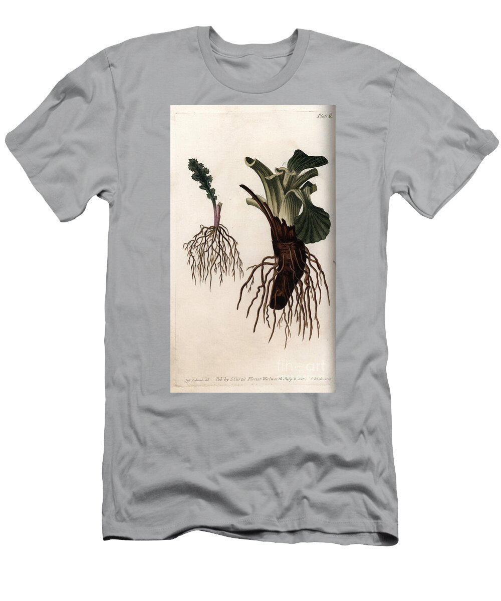 Fibrous Roots of Common Senecon and Large Plantain or Plantain of Birds Sydenham Teast Edwards T-Shirt