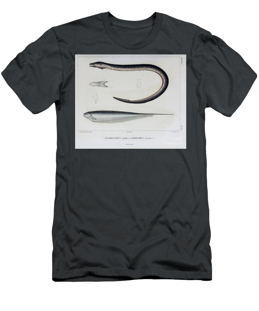 Fish of South America B1 Historic Illustrations T-Shirt