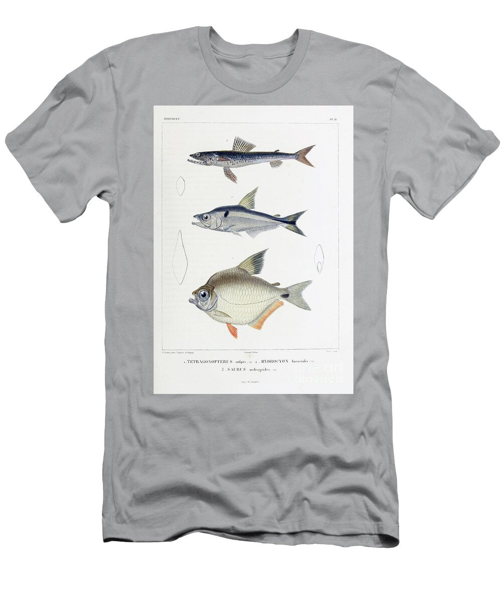 Fish of South America B4 Historic Illustrations T-Shirt