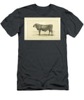Flemish Bull Q1 Historic Illustrations T-Shirt