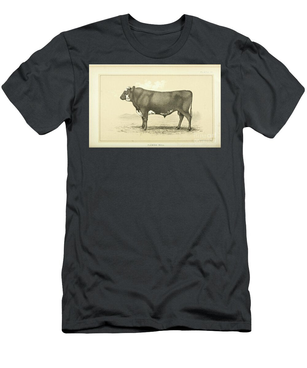 Flemish Bull Q1 Historic Illustrations T-Shirt