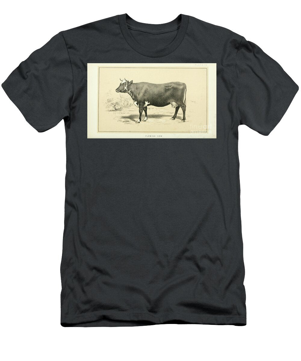 Flemish Cow Q1 Historic Illustrations T-Shirt
