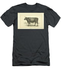 Flemish Ox Q1 Historic Illustrations T-Shirt