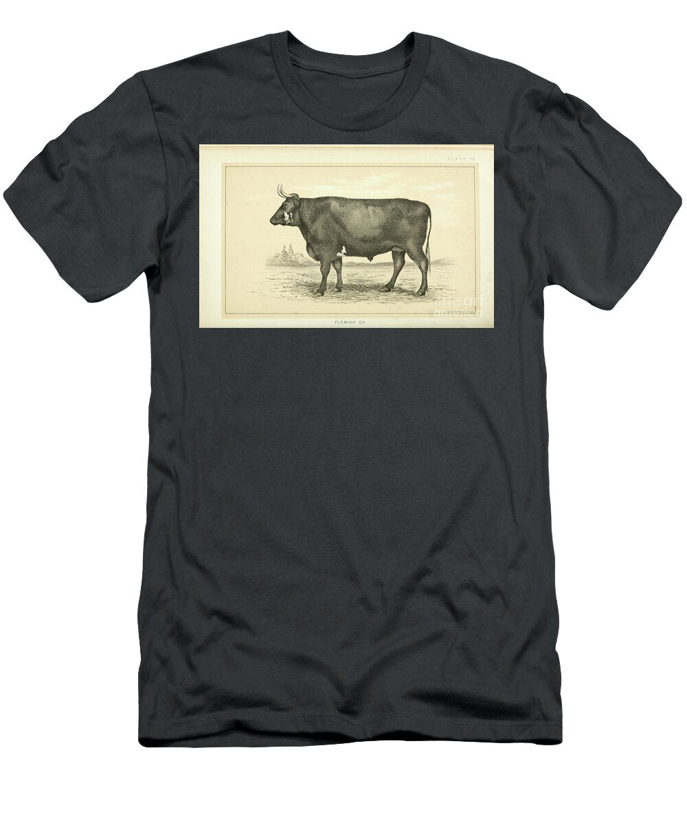 Flemish Ox Q1 Historic Illustrations T-Shirt