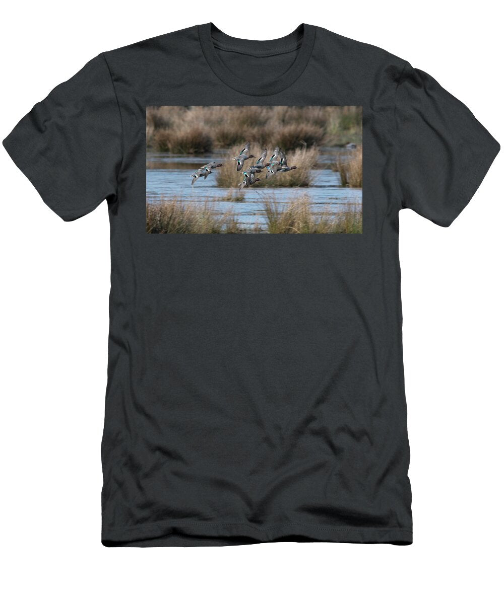 Flock of Eurasian Teal Flying in to Feed on a Marshy Pond Roger Powell Natureplcom T-Shirt