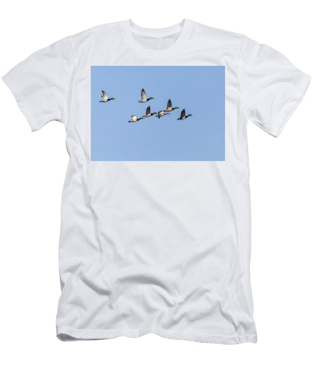 Flock of Mallard Ducks 2 26 2026 Thomas Young T-Shirt