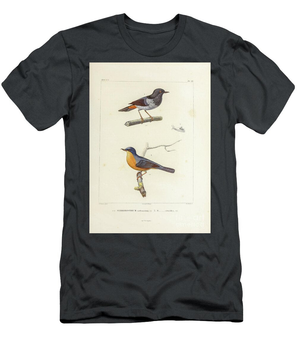 Flowerpiercer Birds of South America 1835 U1 Historic Illustrations T-Shirt