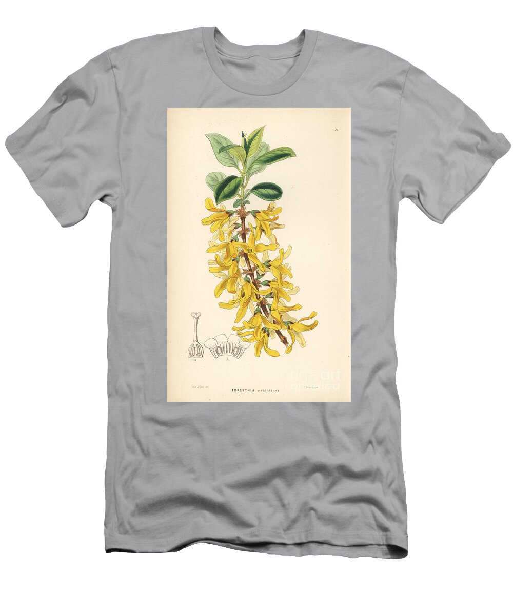 Forsythia Dark Green Forsythia Forsythia Viridissima European School T-Shirt