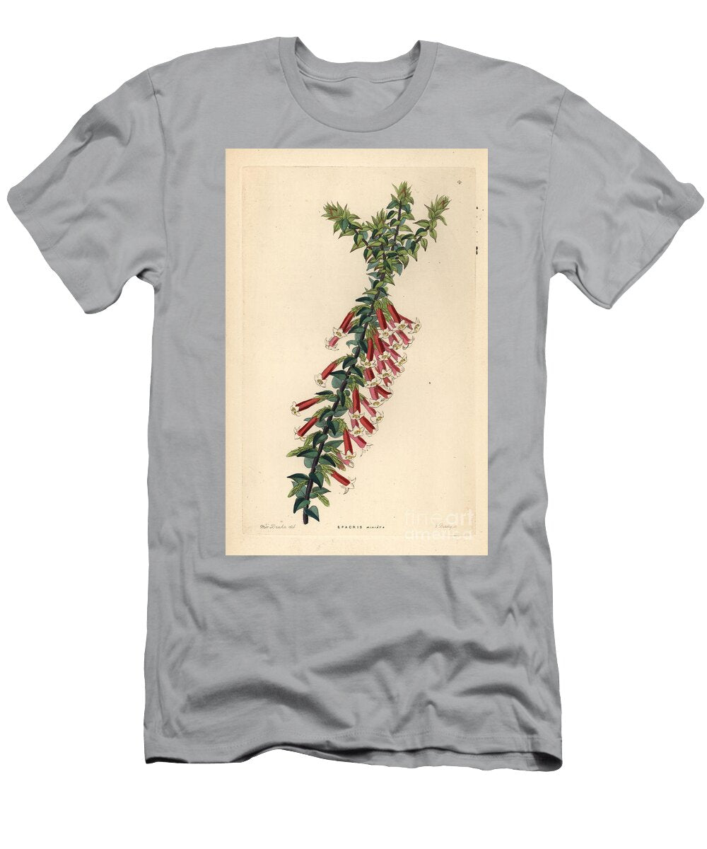 Fuchsia Heath Epicris Longiflora Vermillion Epacris Epicris Miniata European School T-Shirt