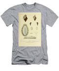 Fusus Cerithium and Fissurellidea B1 Historic Illustrations T-Shirt