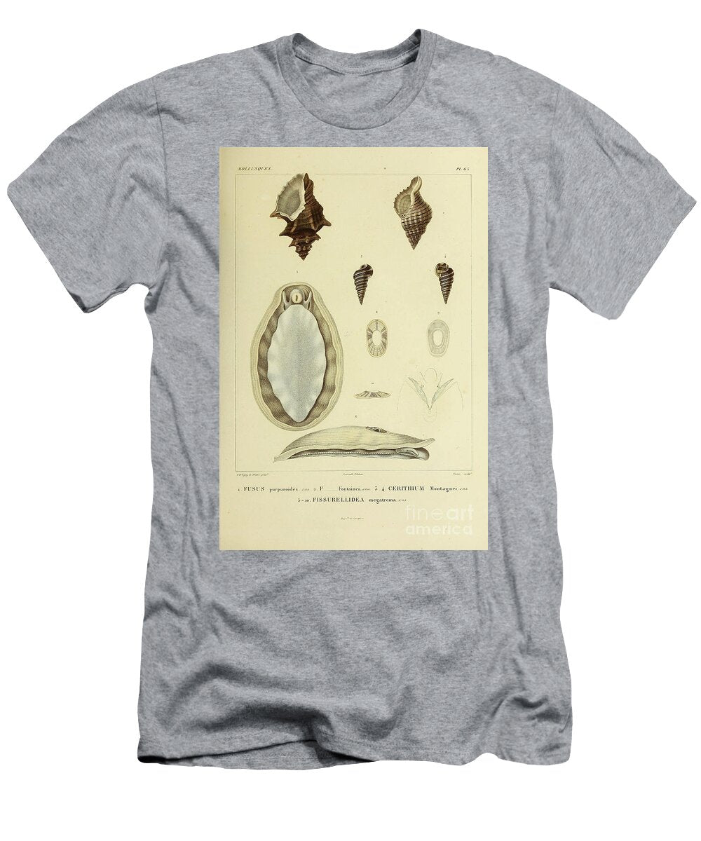 Fusus Cerithium and Fissurellidea B1 Historic Illustrations T-Shirt