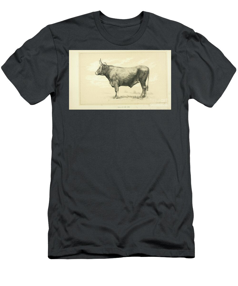 Galician Ox Q1 Historic Illustrations T-Shirt