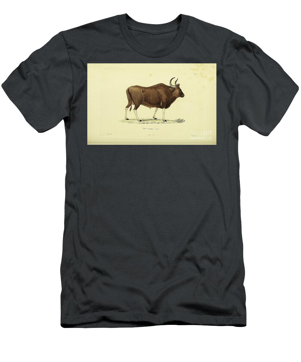 Gayal Bos Frontalis India 1843 R1 Historic Illustrations T-Shirt