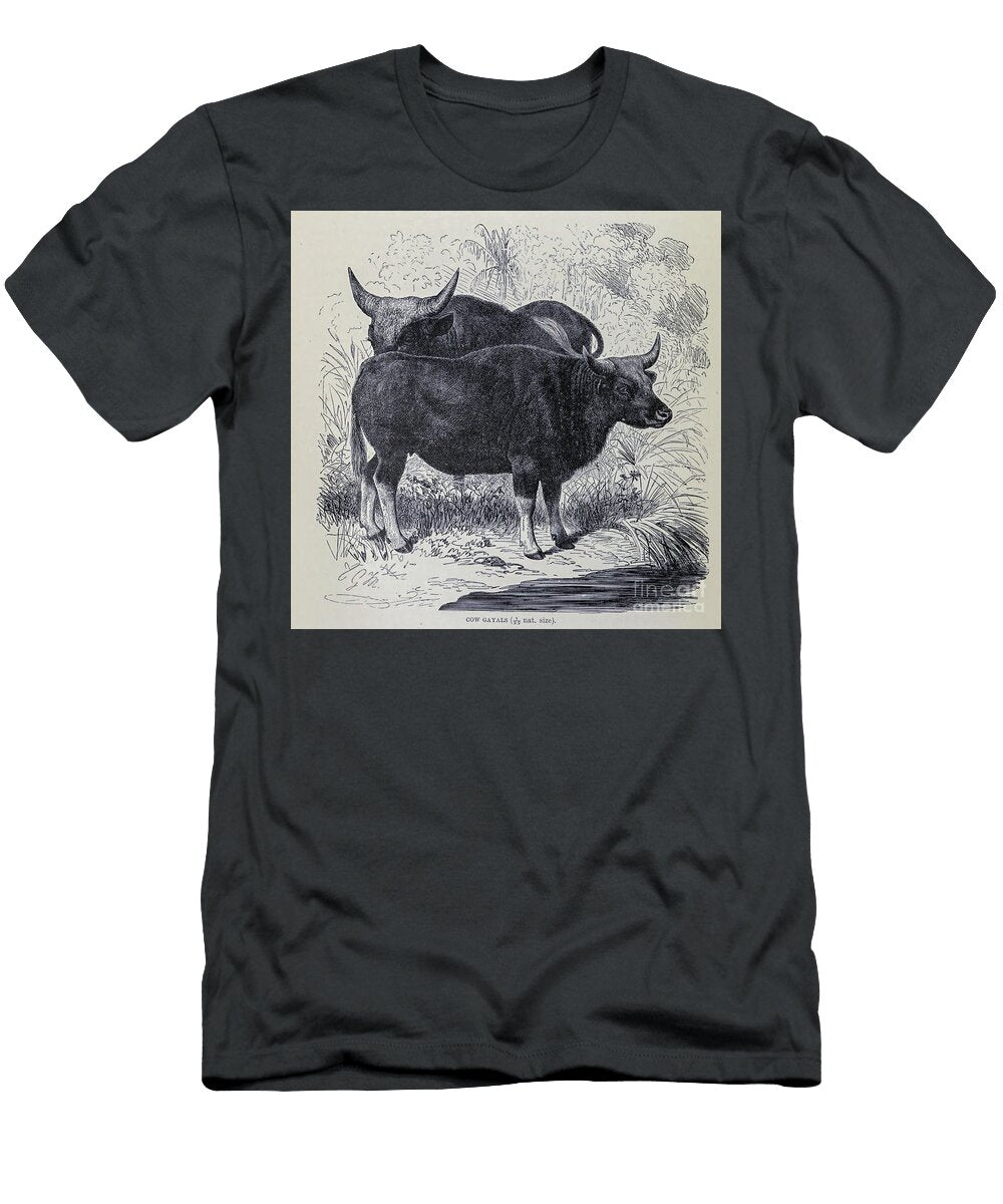 Gayals Bos Frontalis M4 Historic Illustrations T-Shirt