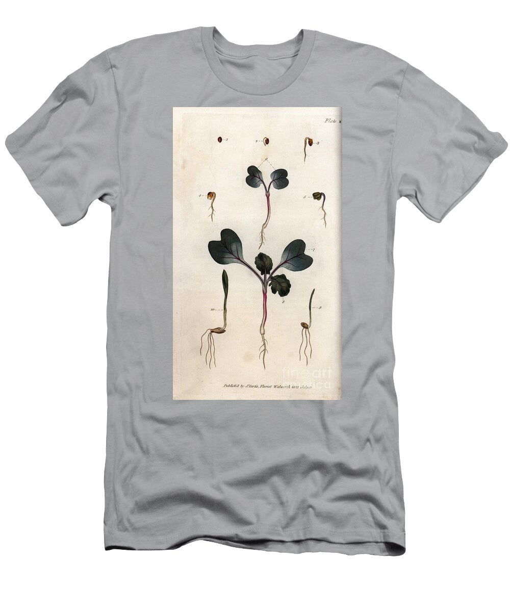 Germination of Radish Seeds Common Wheat and Common Barley Sydenham Teast Edwards T-Shirt