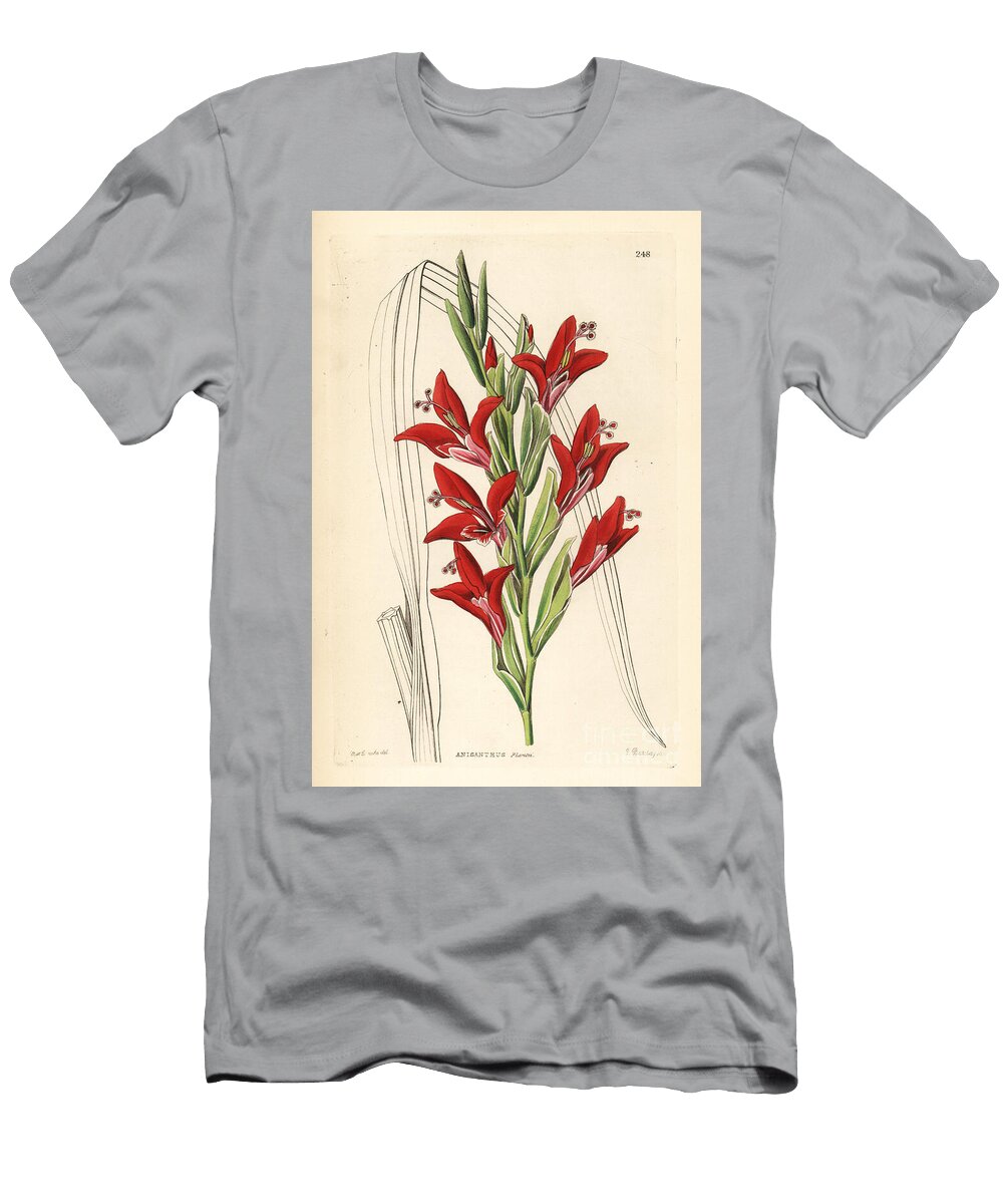 Glaieul Painted Lady Gladiolus Gladiolus Splendens Plants Anisanth Anisanthus Plantii European School T-Shirt