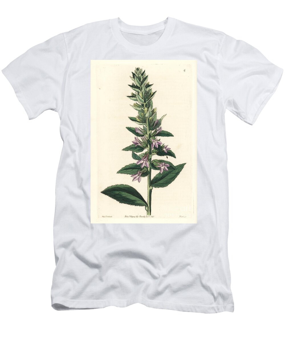 Glandular Lobelia Lobelia Glandulosa European School T-Shirt