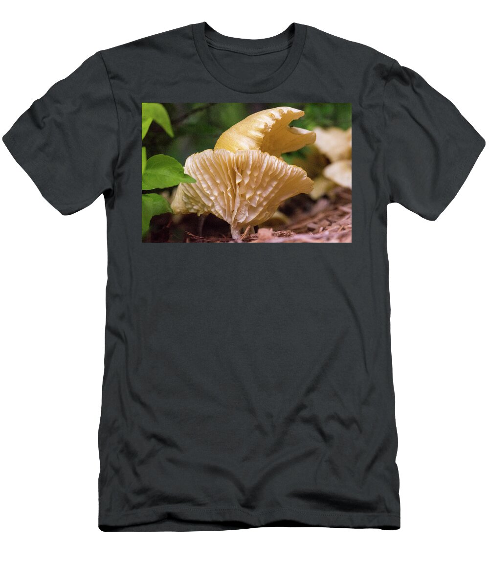 Glowing Cantharellus in Morning Sun Douglas Barnett T-Shirt