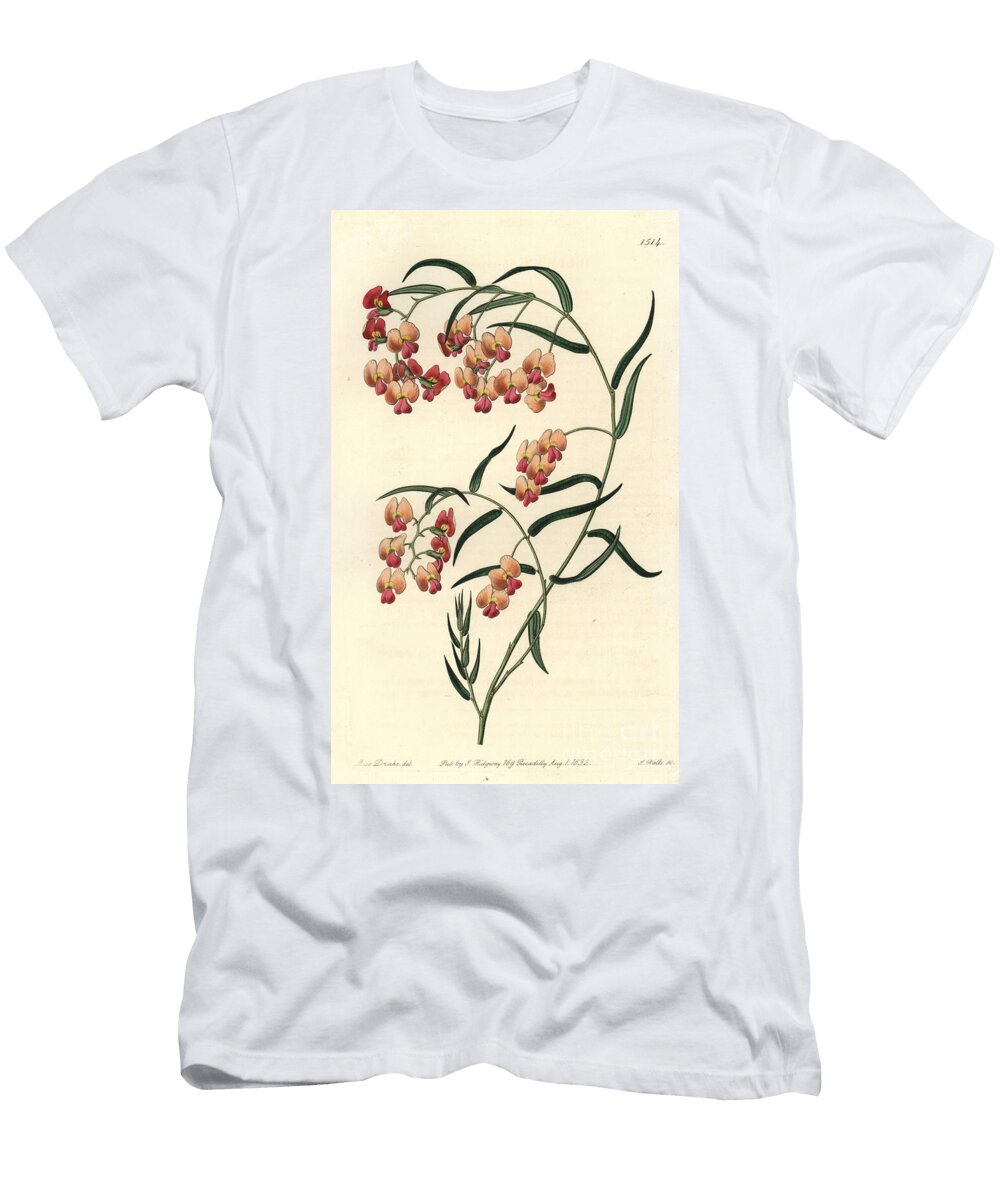 Glycine Leaved Dillwynia Dillwynia Glycinifolia Sydenham Teast Edwards T-Shirt