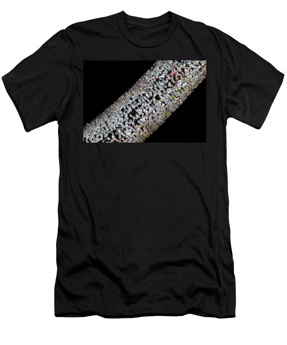 Golden Damselfish Eggs Laid on a Whip Coral with Eyes Alex Mustard Natureplcom T-Shirt