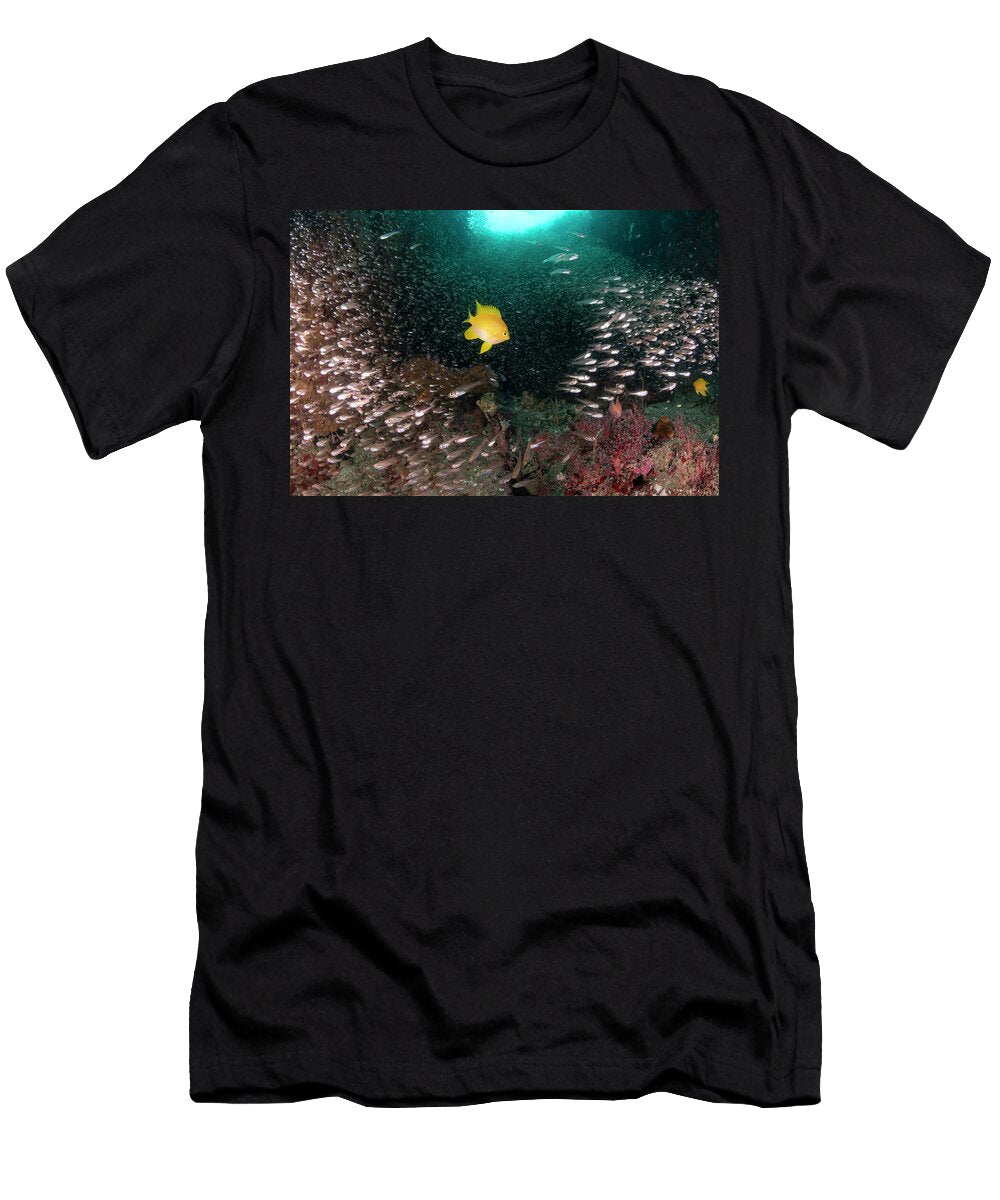 Golden Damselfish Swims Through a School of Sweepers At Hin Sirachai Arunrugstichai Natureplcom T-Shirt