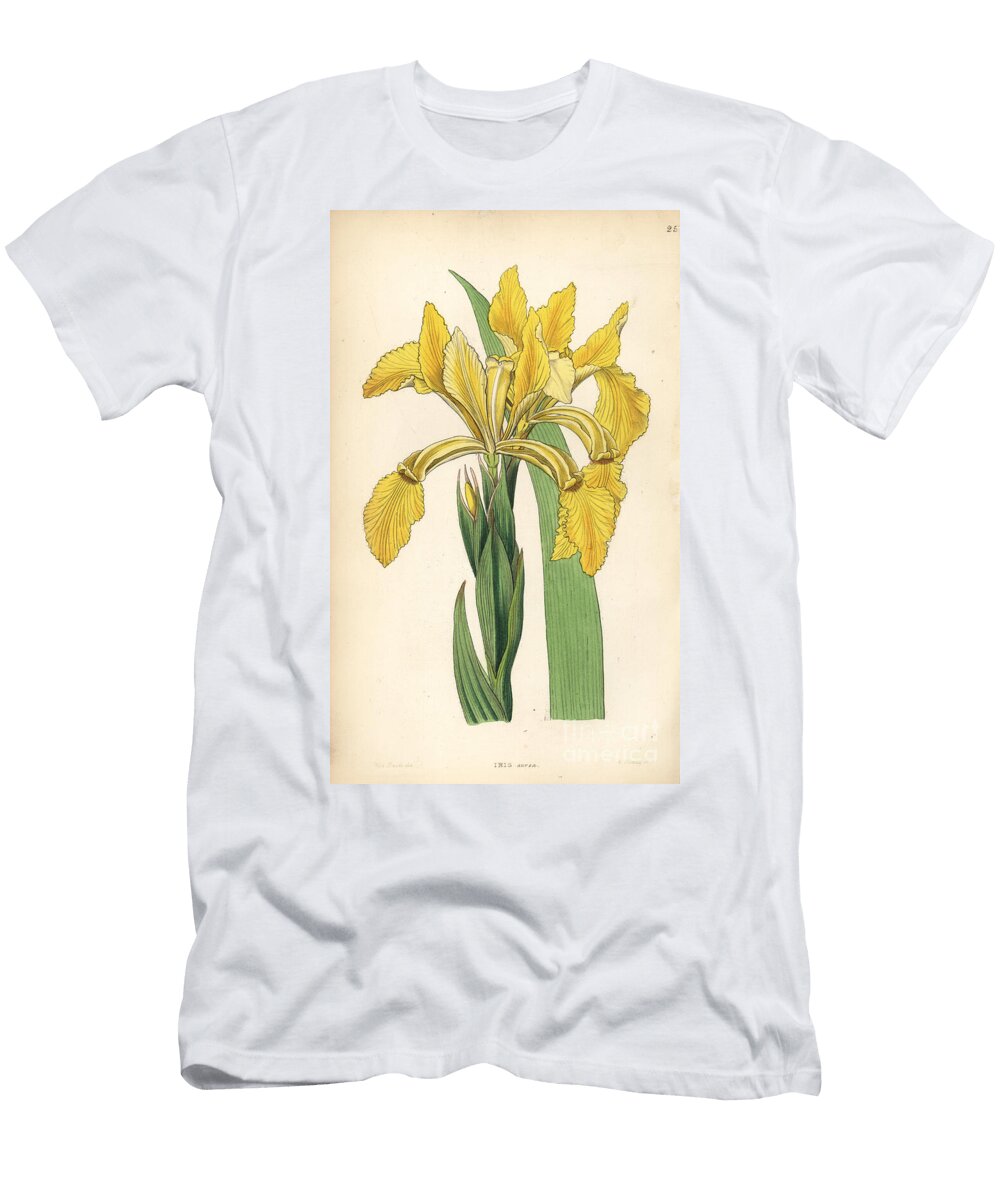 Golden Iris or Golden Flag Iris Crocea Golden Flower De Luce Iris Aurea European School T-Shirt