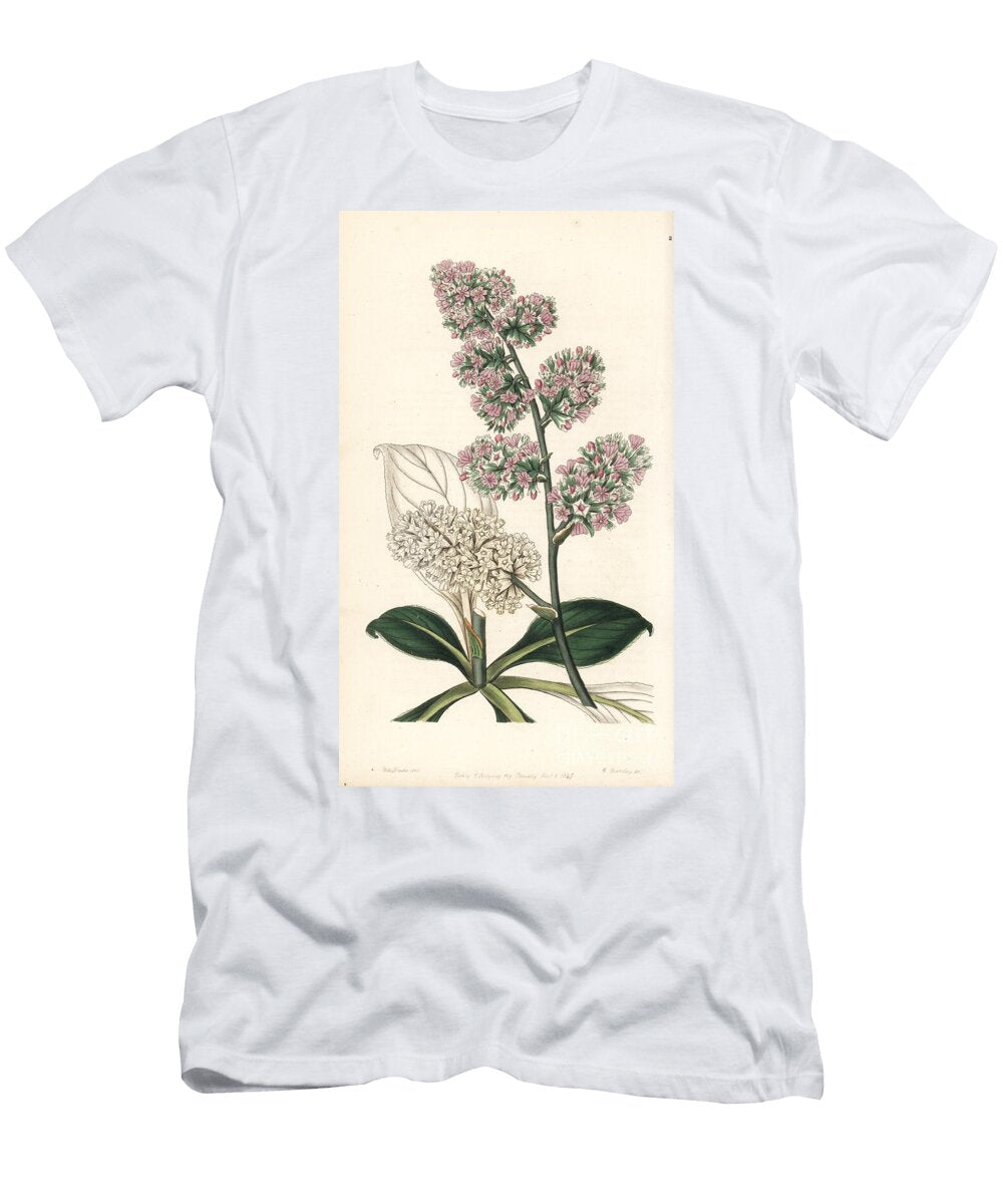 Goniolimon Eximium Large Pink Sea Lavender Statice Eximia European School T-Shirt