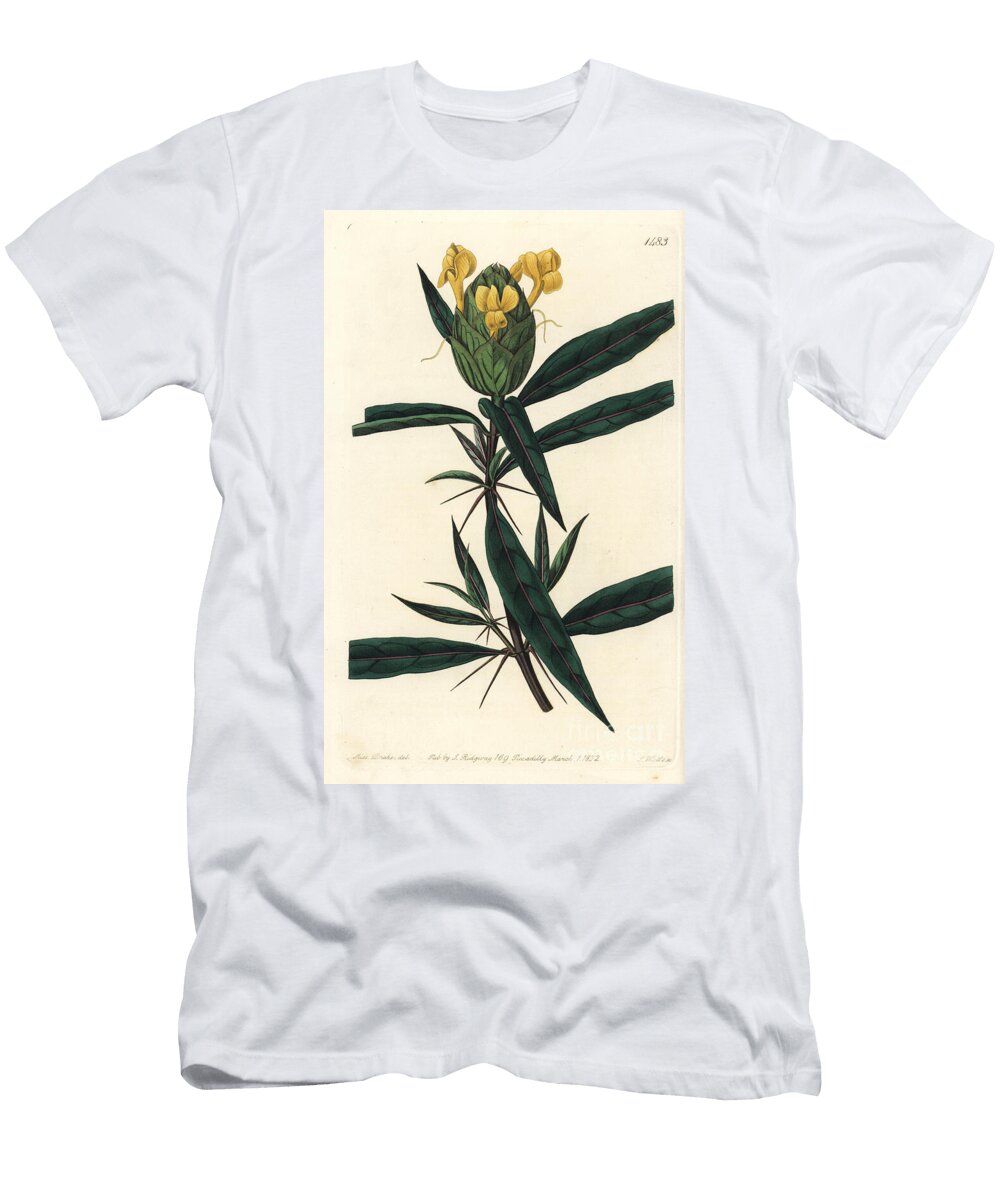 Grassgrass Tac Tac Hop Flowered Barleria Barleria Lupulina Sydenham Teast Edwards T-Shirt