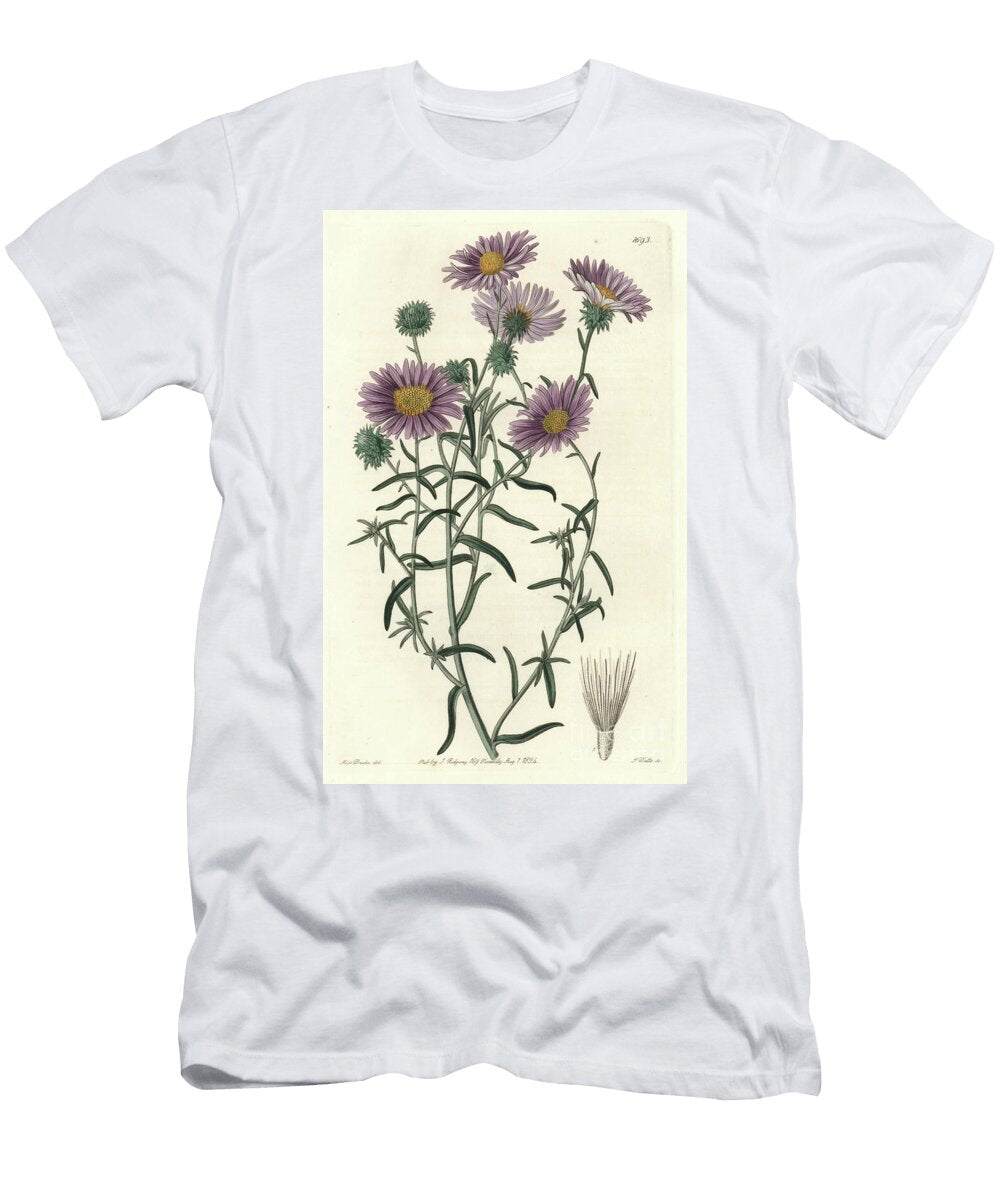 Gray Aster Originally From California S Sydenham Teast Edwards T-Shirt