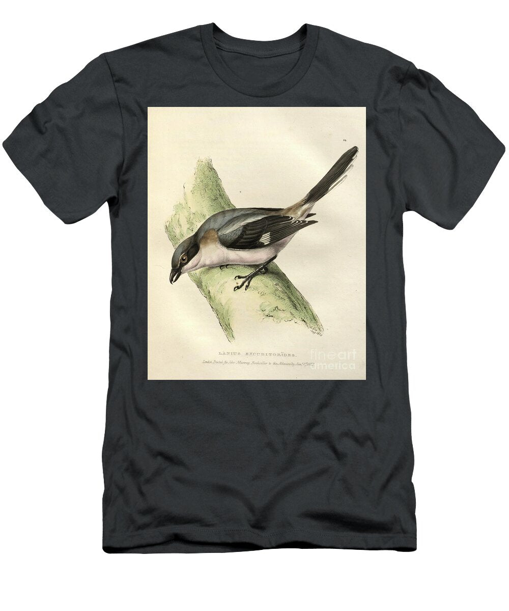 Great Grey Shrike Lanius Excubitor Colourised Plate O1 Historic Illustrations T-Shirt
