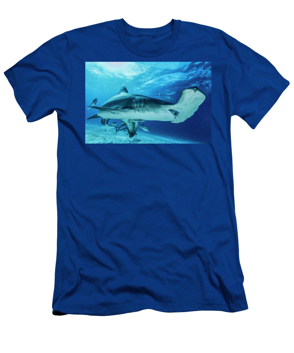 Great Hammerhead Shark Critically Endangered Swimming David Hall Natureplcom T-Shirt