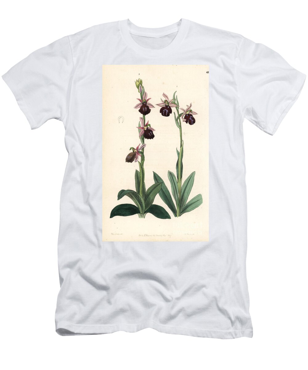Greek Orchids Bumblebee Orchid Ophrys Bombyliflora Ophrys Tabanifera and Horseshoe Bee Orchid Ophrys Ferrum Equinum European School T-Shirt