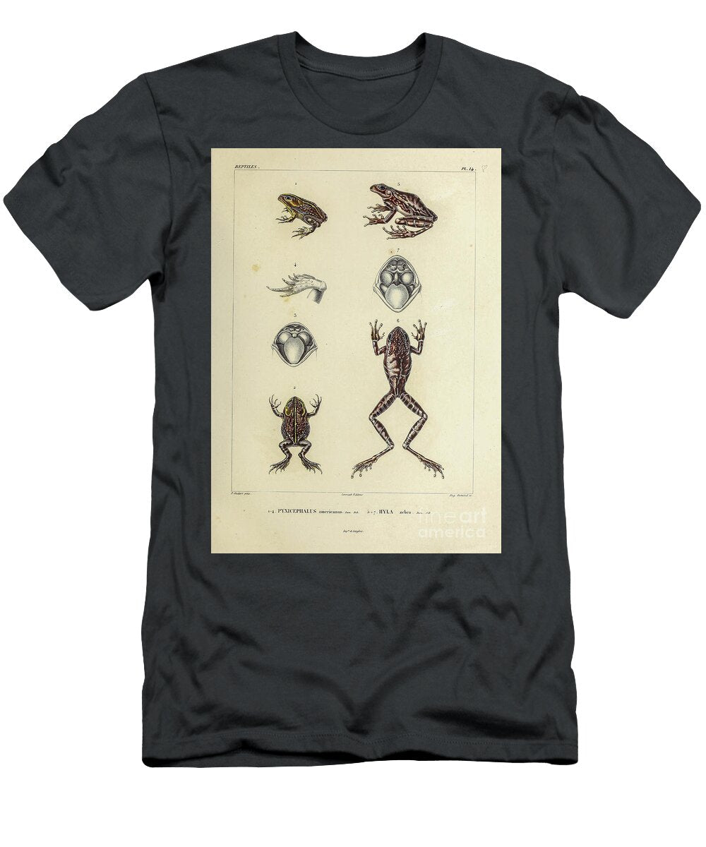 Ground Frog and Tree Frog B1 Historic Illustrations T-Shirt