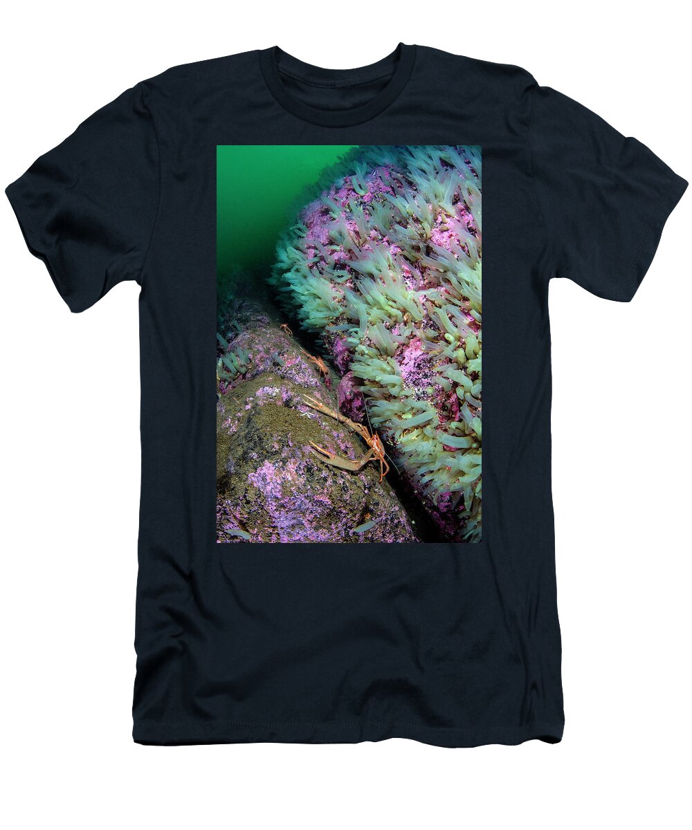 Group of Long Clawed Squat Lobsters Shelter in a Crevice in Alex Mustard Natureplcom T-Shirt