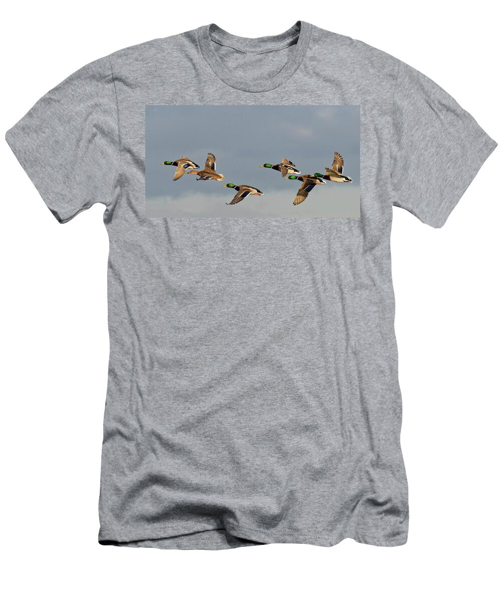Group of Mallard Drakes Flying with a Female in a Courtship Nick Upton Natureplcom T-Shirt
